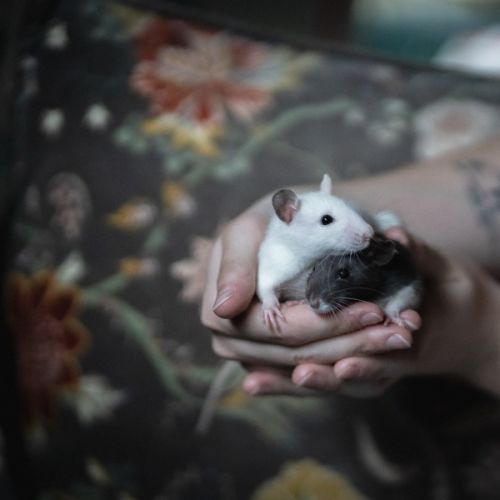 Willow & Maple -  Rat