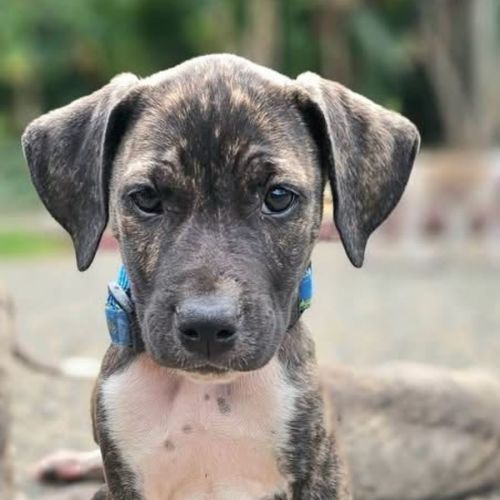 Jago - Catahoula Leopard Dog