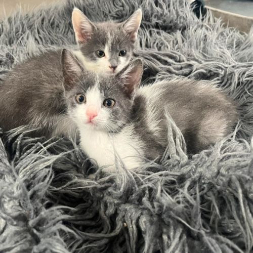 Eloise - Domestic Short Hair (DSH) Cat