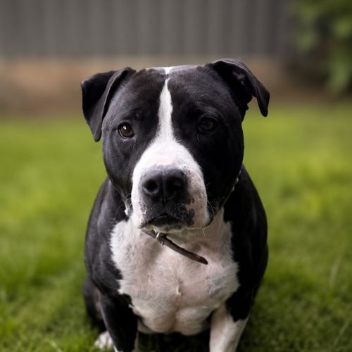 Maverick - American Staffordshire Terrier Dog