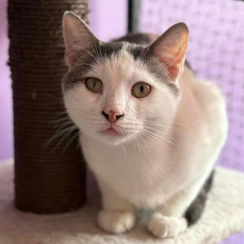 12923 - Shrimp - Domestic Short Hair (DSH) Cat