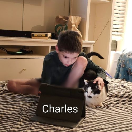 Charles - Domestic Short Hair (DSH) Cat