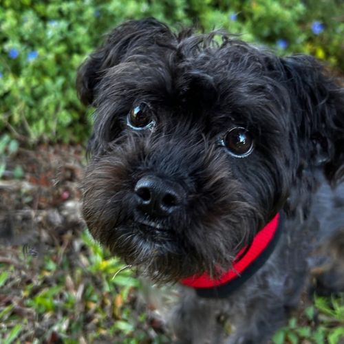 Freya - Maltese x Shih Tzu Dog