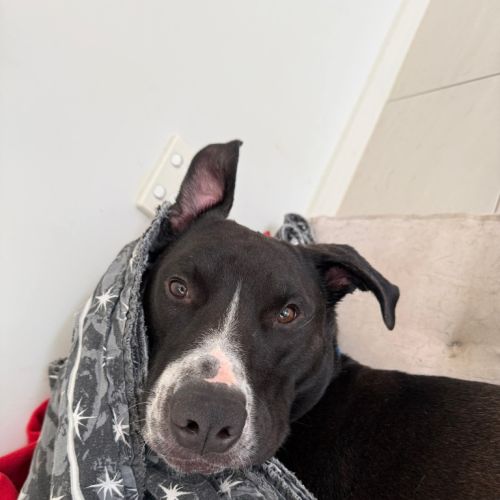 Rocky - Bull Arab x Mixed breed Dog