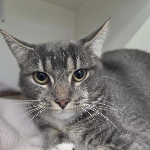 Poppy - Domestic Short Hair Cat