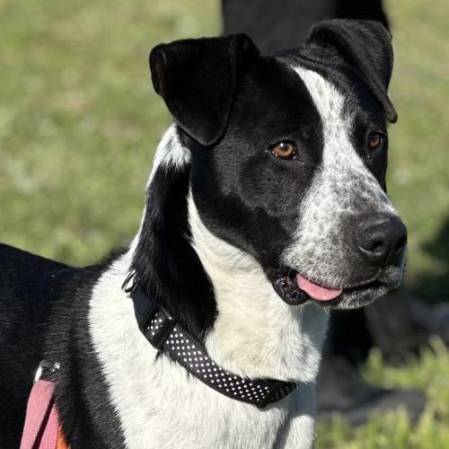 Mr. Wiggles - Border Collie Dog