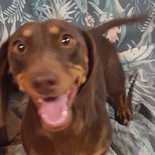 Minty - Dachshund Dog