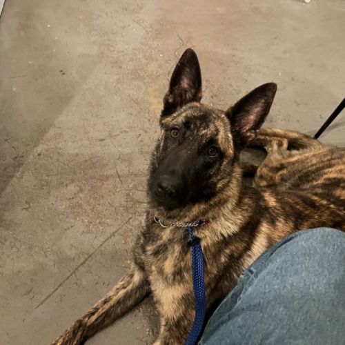 Jade - Dutch Shepherd Dog