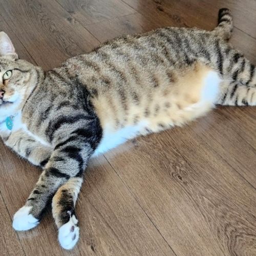 Apollo - Domestic Short Hair (DSH) Cat