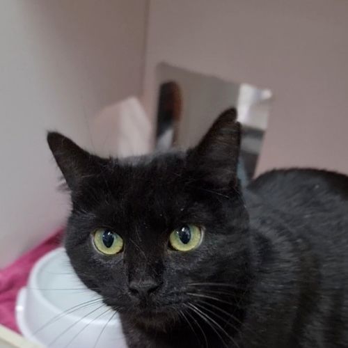 Dottie - Domestic Short Hair (DSH) Cat