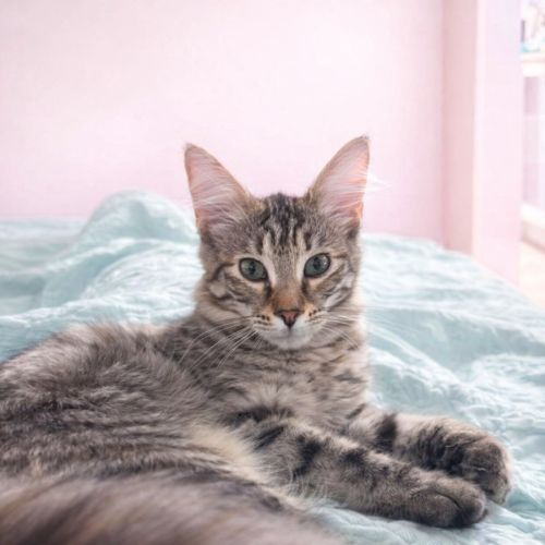 Chilli - Domestic Short Hair (DSH) Cat