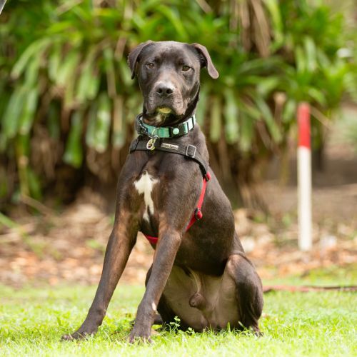 Bailey - Mastiff Dog