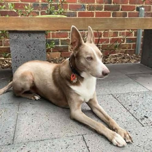 Ash - Mixed breed Dog