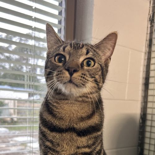 Lola - Domestic Short Hair Cat