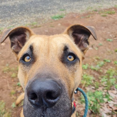 Maverick - Bull Arab x Mixed breed Dog