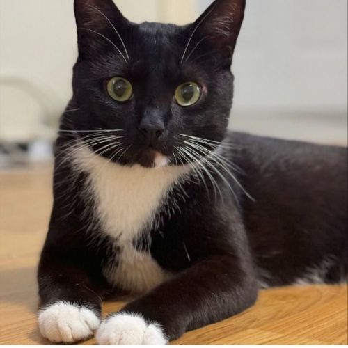 Mr Wilson - Domestic Short Hair (DSH) Cat