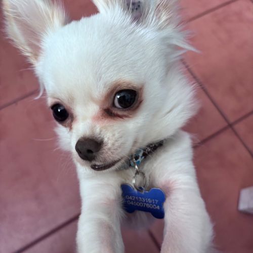 Snow - Chihuahua Dog