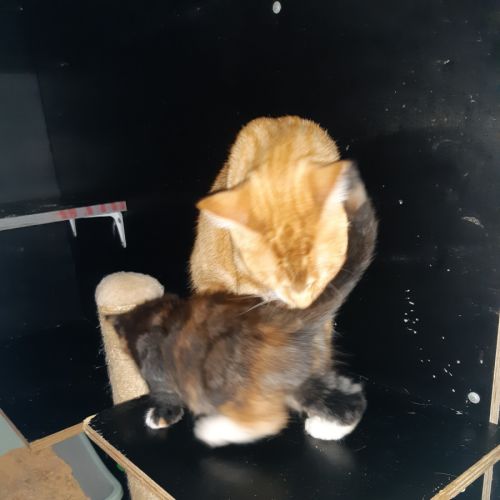 Purty&Precious - Domestic Medium Hair (DMH) Cat