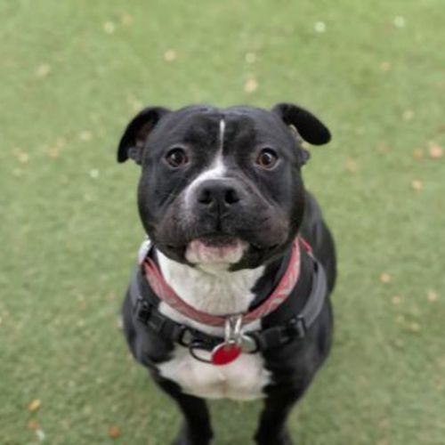 Mac - American Staffy Dog