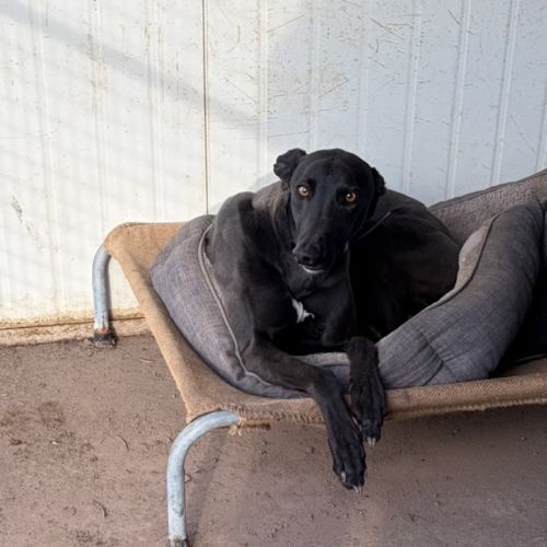 Billy - Greyhound Dog