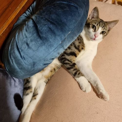 Harriet - Domestic Short Hair Cat