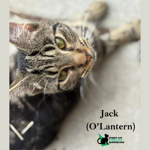 Jack O'Lantern - Domestic Short Hair (DSH) Cat