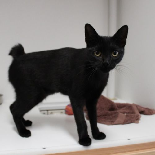 Tiffany - Domestic Short Hair (DSH) x Manx Cat