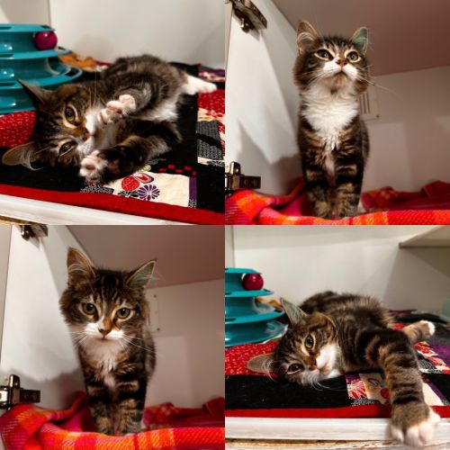 Squeak - Domestic Medium Hair (DMH) Cat