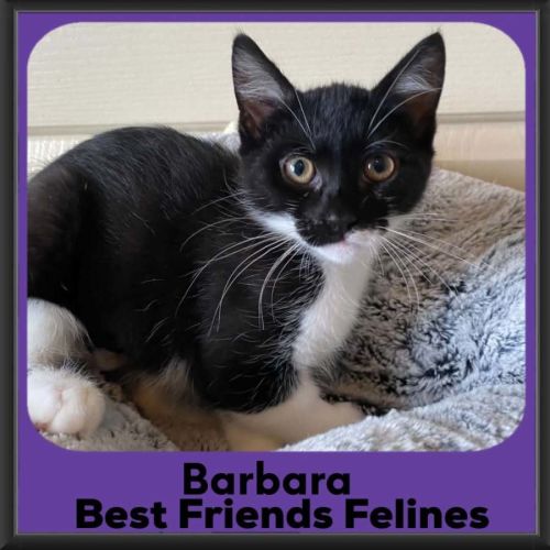 Barbara  - Domestic Short Hair (DSH) Cat