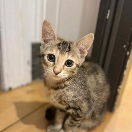 Flower - Domestic Short Hair (DSH) Cat