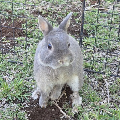 Phoenix - Bunny Rabbit