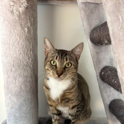 Madonna  - Domestic Short Hair (DSH) Cat