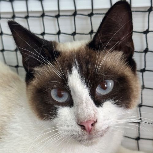 Hermione - Domestic Short Hair (DSH) Cat