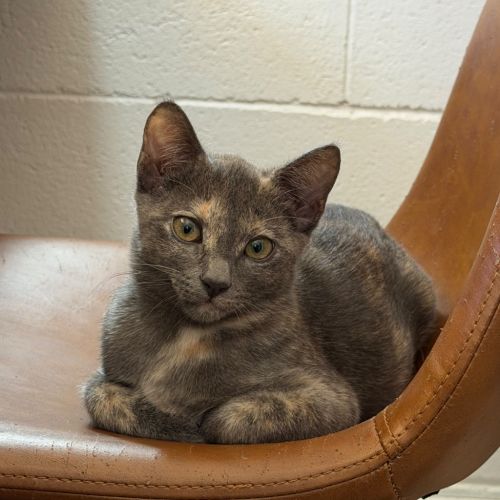 Blue - Domestic Short Hair (DSH) Cat