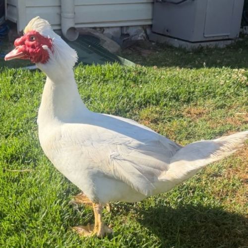 Mr Duck -  Bird