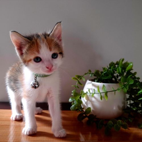 Icon - Domestic Short Hair (DSH) Cat