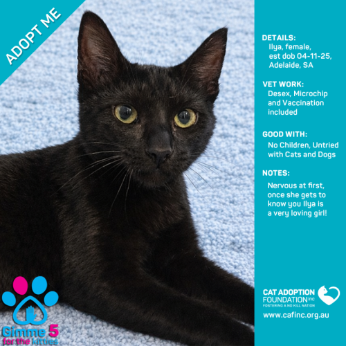 Ilya - Domestic Short Hair (DSH) Cat