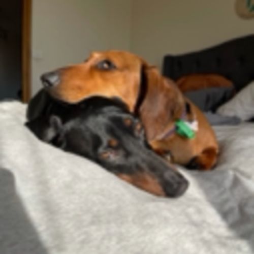 Indy  - Dachshund (Miniature Smooth Haired) Dog