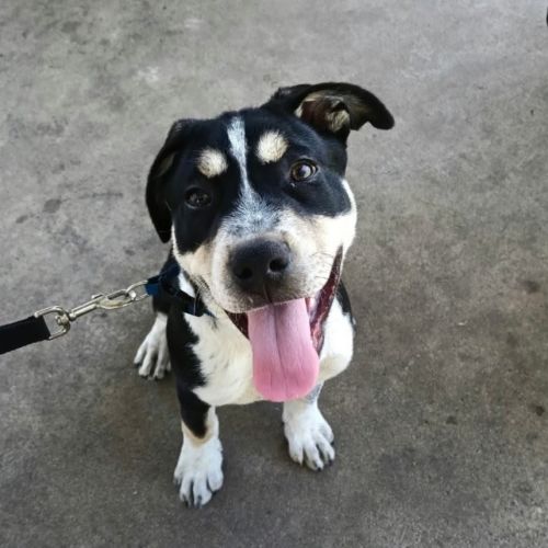 Laurie - Australian Cattle Dog x Mixed breed Dog