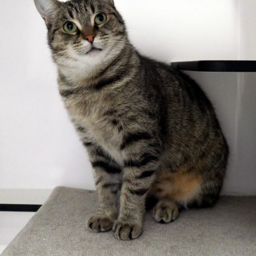 Madonna STA014610 - Domestic Short Hair Cat