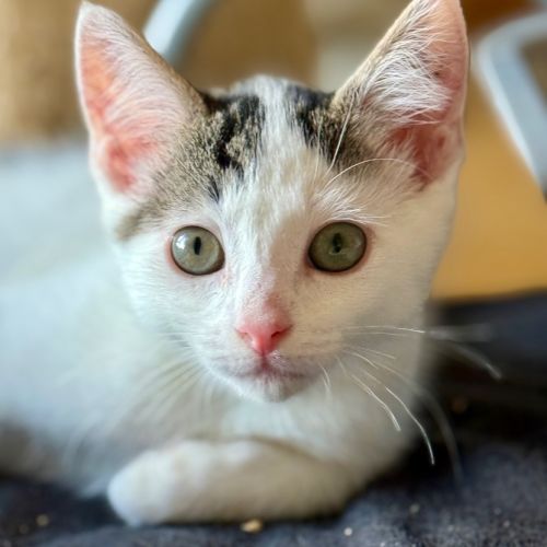 Pawmi - Domestic Short Hair (DSH) Cat