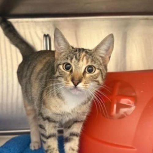 Autumn - Domestic Short Hair (DSH) Cat