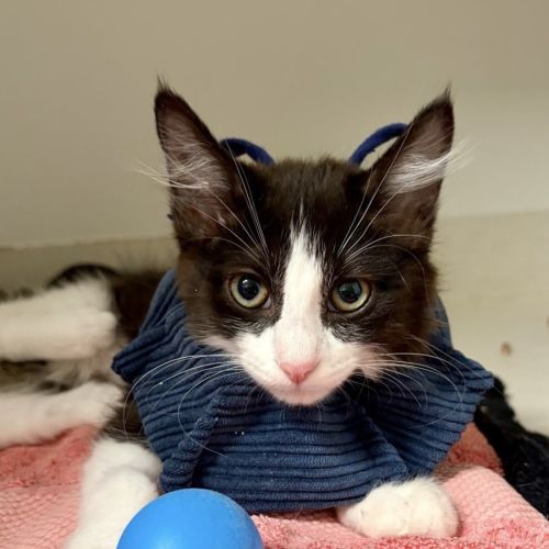 Paulina - Domestic Medium Hair (DMH) Cat