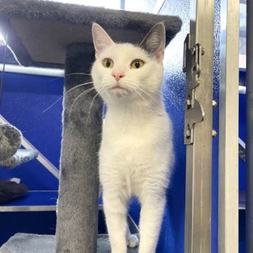 Adele - Domestic Short Hair Cat