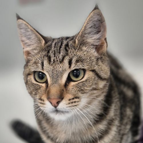 Comet - Domestic Short Hair Cat