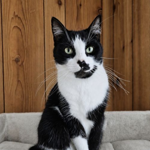 Theodore  - Domestic Short Hair (DSH) Cat