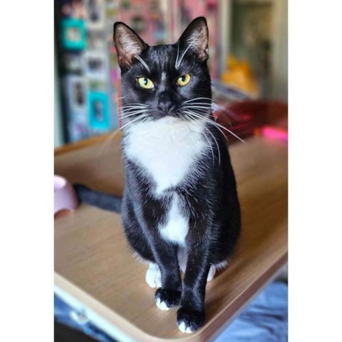 11885 - Cordelia - Domestic Short Hair (DSH) Cat