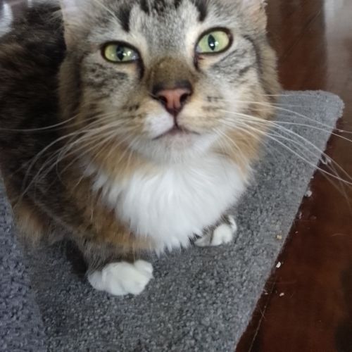 Ollie - Domestic Short Hair (DSH) Cat