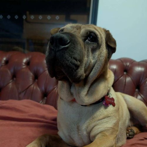 Bonnie Girl - Shar Pei Dog