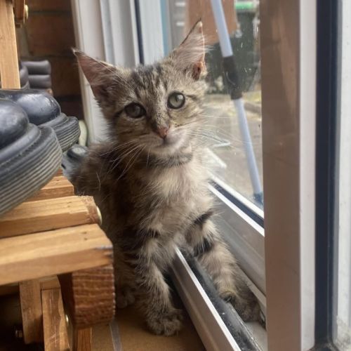 Franklin  - Domestic Short Hair (DSH) Cat